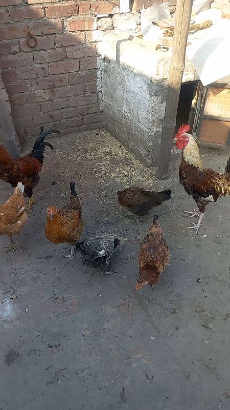 5 desi murgiya or 2 desi murge for sale 03124972390 argent for sale 7