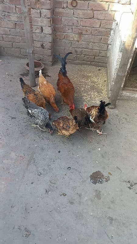 5 desi murgiya or 2 desi murge for sale 03124972390 argent for sale 8