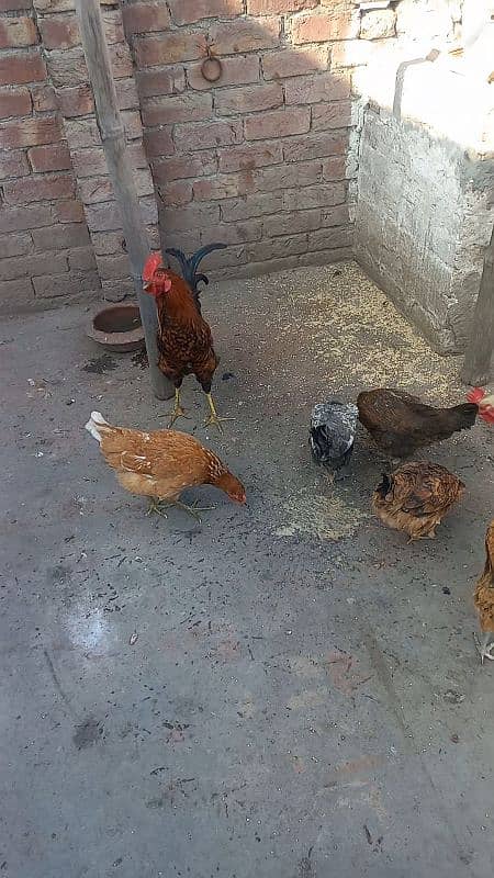 5 desi murgiya or 2 desi murge for sale 03124972390 argent for sale 9