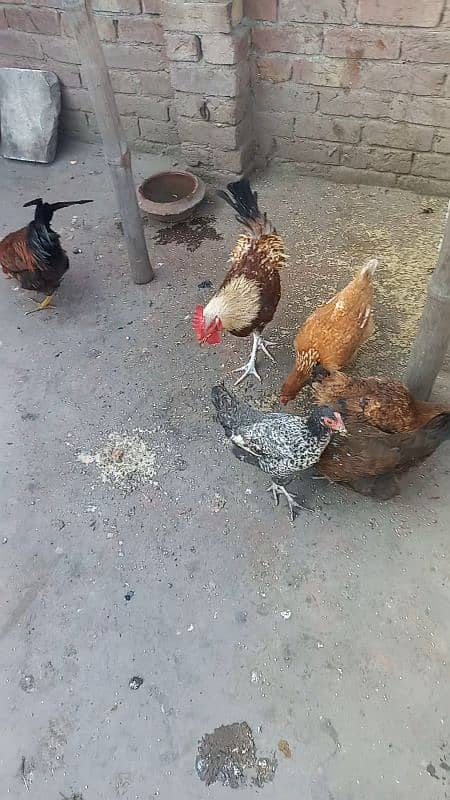 5 desi murgiya or 2 desi murge for sale 03124972390 argent for sale 10