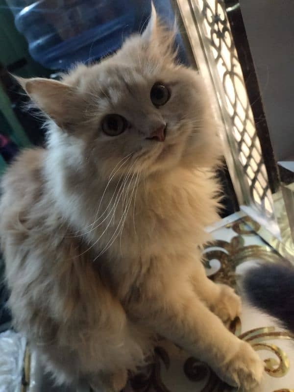 Persian cat white and brown 0