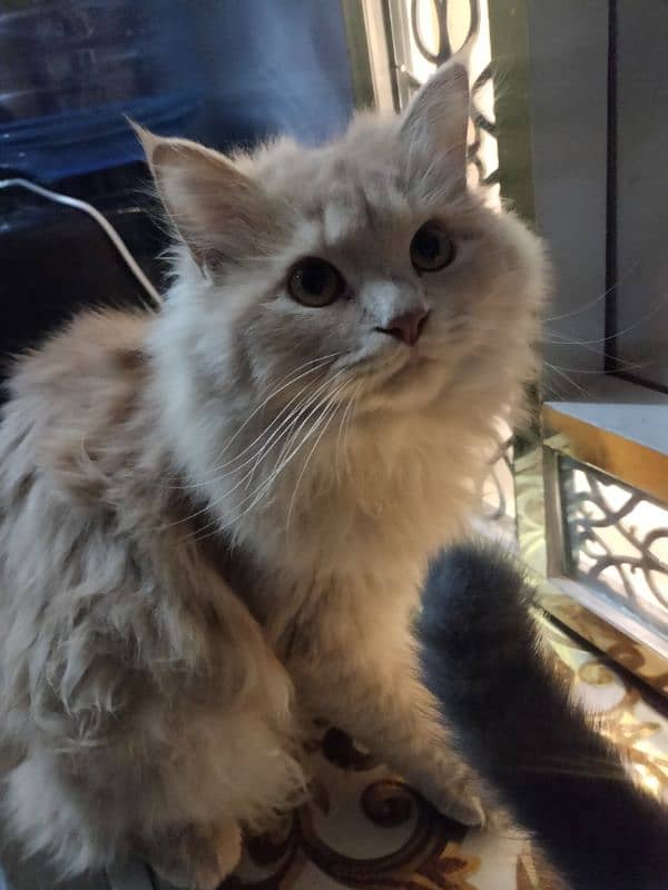 Persian cat white and brown 1