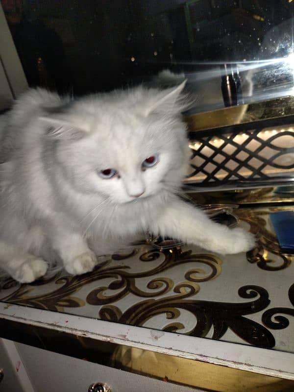 Persian cat white and brown 2