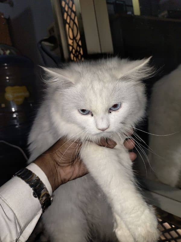 Persian cat white and brown 3