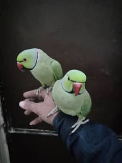 bolane wala parrot breeder Mel ha