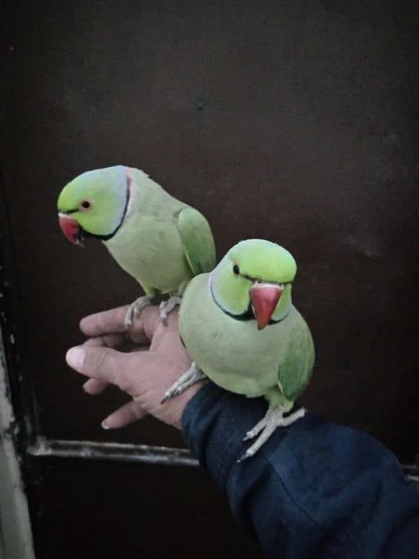 bolane wala parrot breeder Mel ha 0