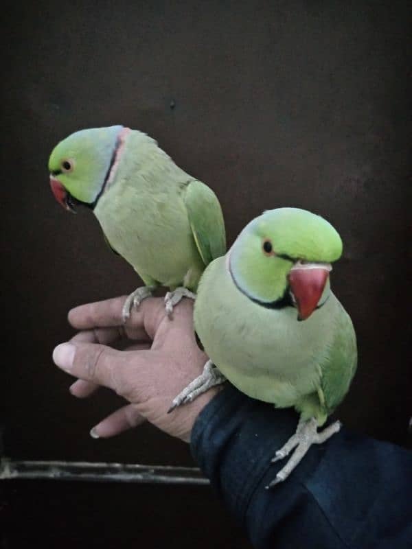 bolane wala parrot breeder Mel ha 1