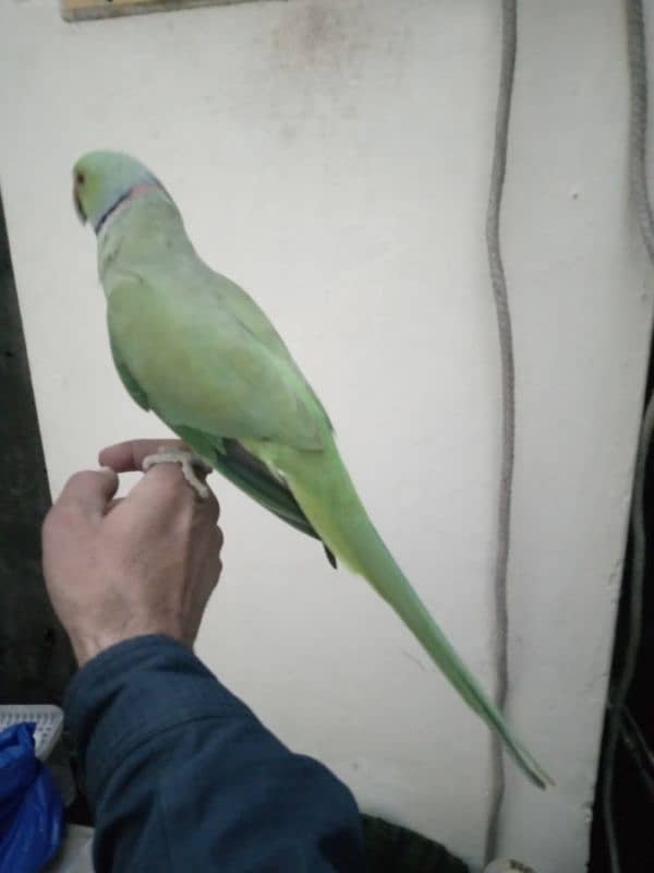 bolane wala parrot breeder Mel ha 2