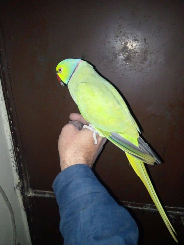 bolane wala parrot breeder Mel ha 3