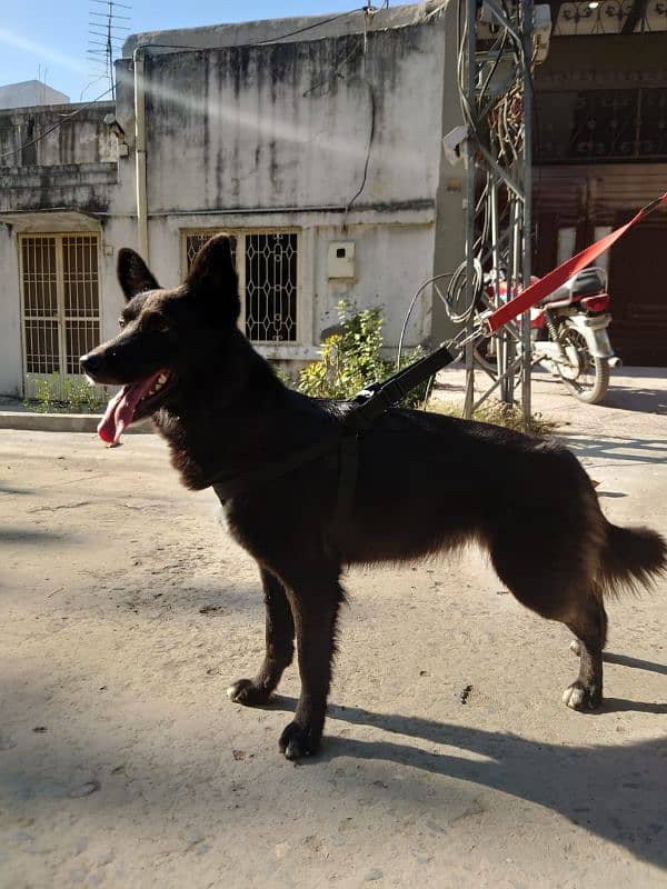 BLACK GERMAN SHEPHERD URGENT SALE 3