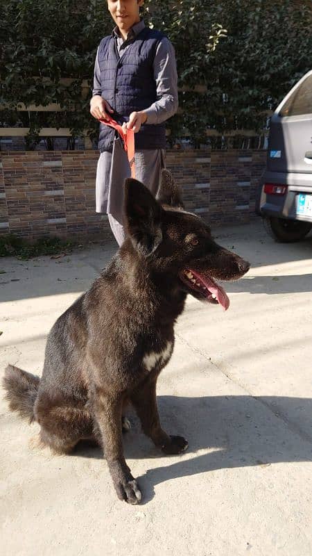 BLACK GERMAN SHEPHERD URGENT SALE 4