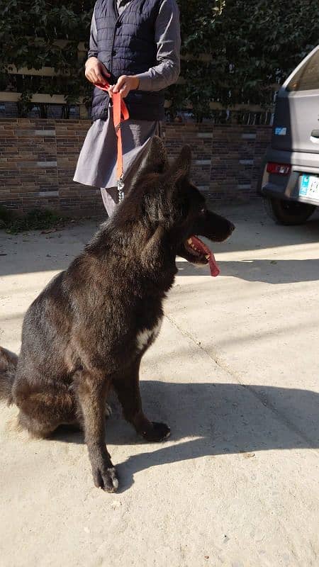 BLACK GERMAN SHEPHERD URGENT SALE 5