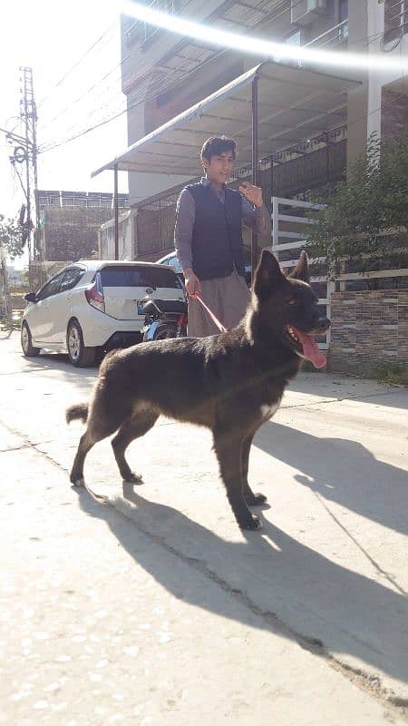 BLACK GERMAN SHEPHERD URGENT SALE 6