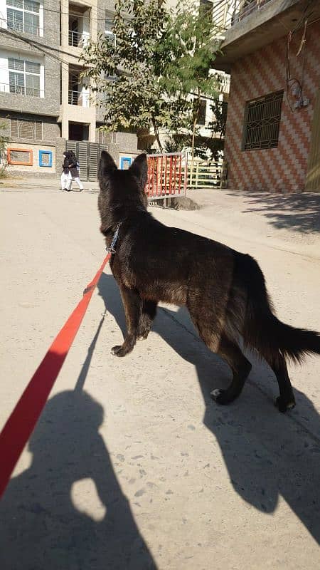 BLACK GERMAN SHEPHERD URGENT SALE 7