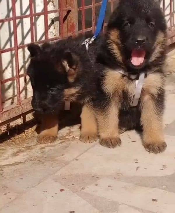 Top quality  German Shepherd puppy ak. Rs 15000. WhatsApp 03287625932 1