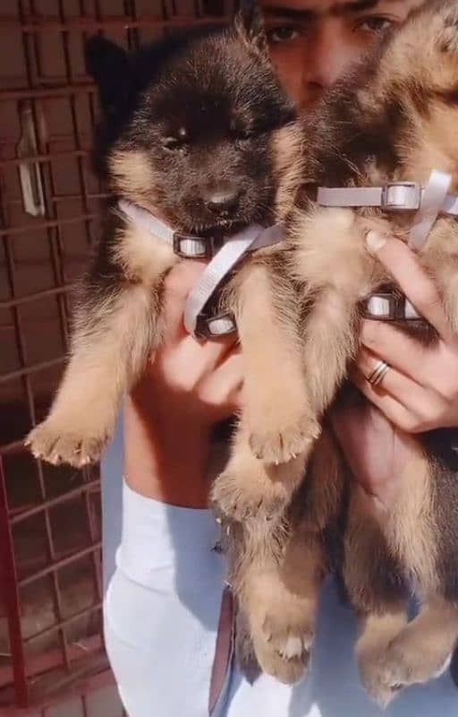 Top quality  German Shepherd puppy ak. Rs 15000. WhatsApp 03287625932 2