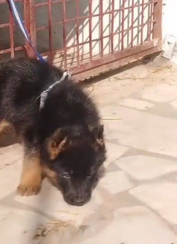 Top quality  German Shepherd puppy ak. Rs 15000. WhatsApp 03287625932 3