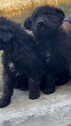 Black German Shepard Full Long Court