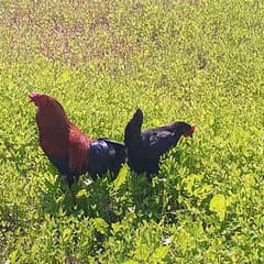 Golden Misri Rooster and Hen for Sale - Egg Laying Pair