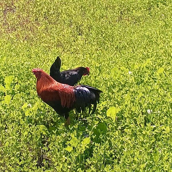 "Golden Misri Rooster and Hen for Sale - Egg Laying Pair" 1