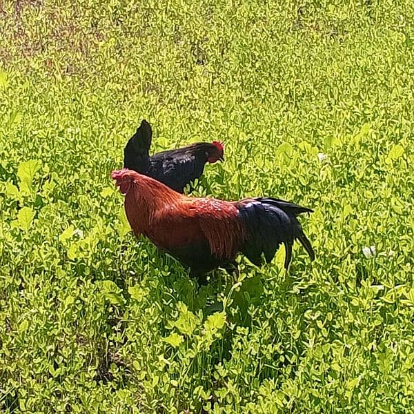 "Golden Misri Rooster and Hen for Sale - Egg Laying Pair" 2