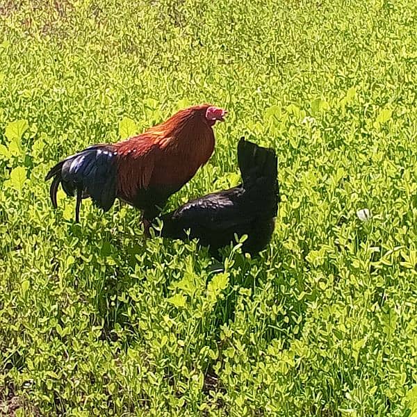 "Golden Misri Rooster and Hen for Sale - Egg Laying Pair" 3