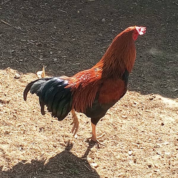 "Golden Misri Rooster and Hen for Sale - Egg Laying Pair" 4