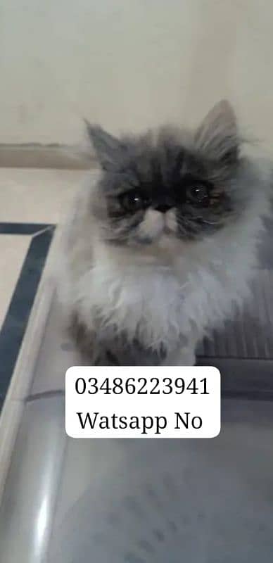 Persian Cat Female Triple Coated # Watsapp 03486223941 0