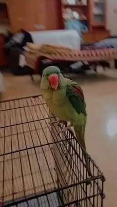 Raw Parrot