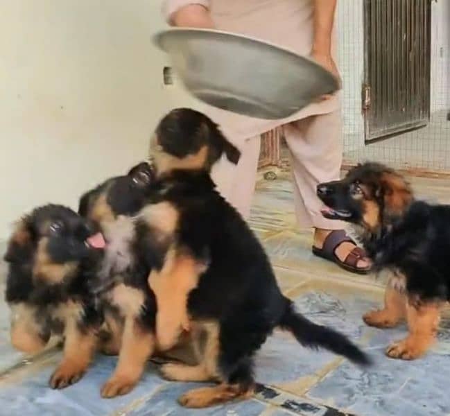 Top quality  German Shepherd puppy  for sale WhatsApp 03287625932 1