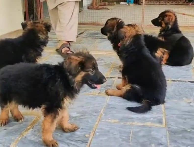 Top quality  German Shepherd puppy  for sale WhatsApp 03287625932 2