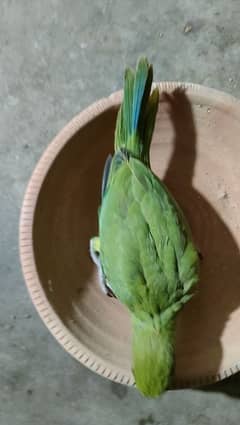 green ringneck chicks