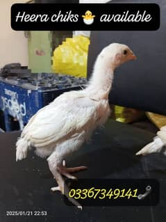 Heera Aseel Paper White chiks available