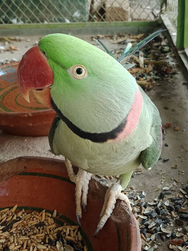 Raw Parrot For Sale in Sahiwal 0322 7070730 Rana Shah Nawaz 0