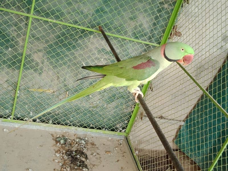 Raw Parrot For Sale in Sahiwal 0322 7070730 Rana Shah Nawaz 1