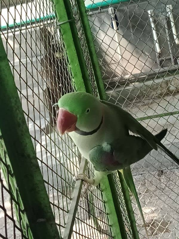 Raw Parrot For Sale in Sahiwal 0322 7070730 Rana Shah Nawaz 2