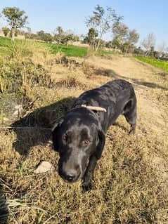 healthy and active pure labra female