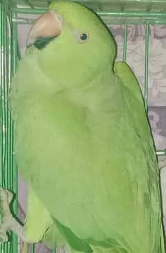 parrot