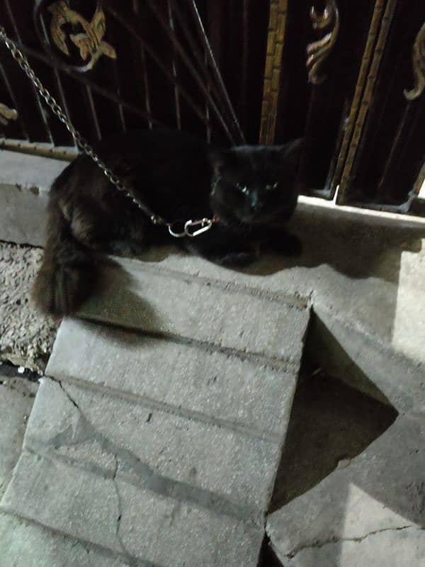 Persian Cat Black 3