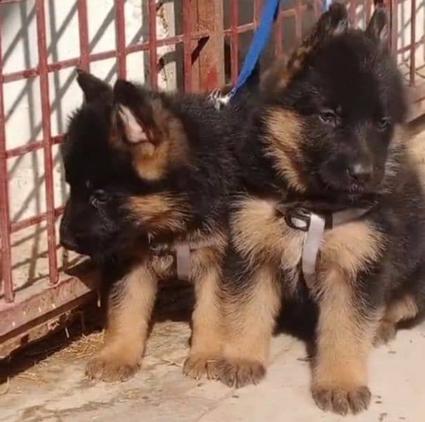 Top quality  German Shepherd puppy  for sale WhatsApp 03287625932 0