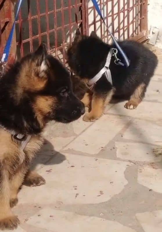 Top quality  German Shepherd puppy  for sale WhatsApp 03287625932 1