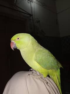 green parrot ha