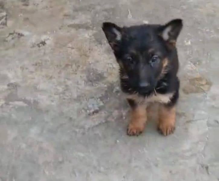 Top quality  German Shepherd puppy  for sale WhatsApp 03287625932 0