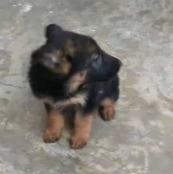 Top quality  German Shepherd puppy  for sale WhatsApp 03287625932 1