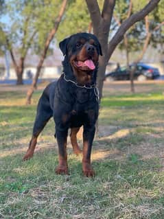 Top Notch Rottweiler Pedigreed Pair