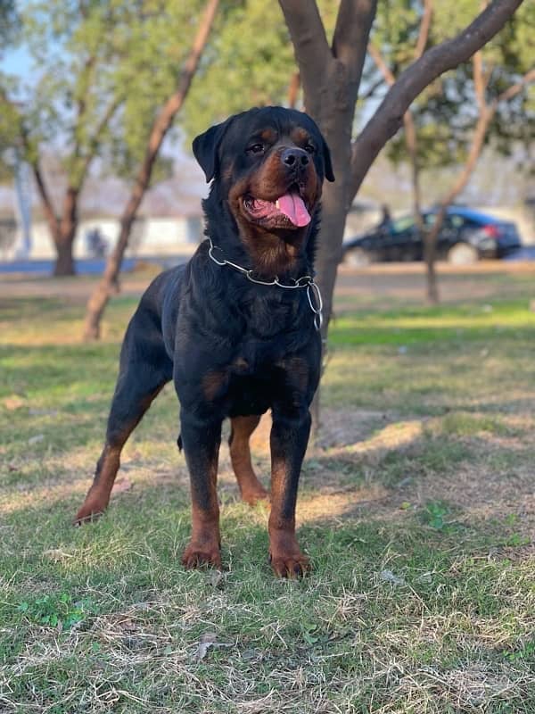 Top Notch Rottweiler Pedigreed Pair 0