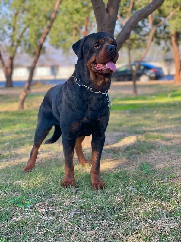 Top Notch Rottweiler Pedigreed Pair 1