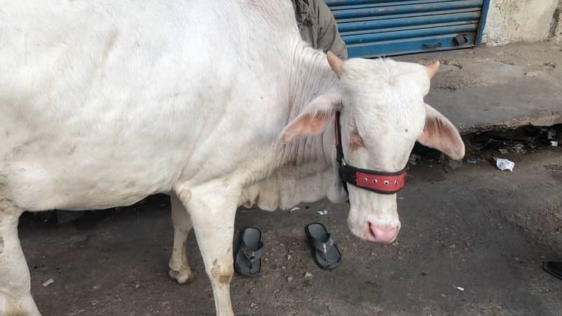 suraj mukhi red eyes nukhri gulabi bachiya 2 dant for sale 4