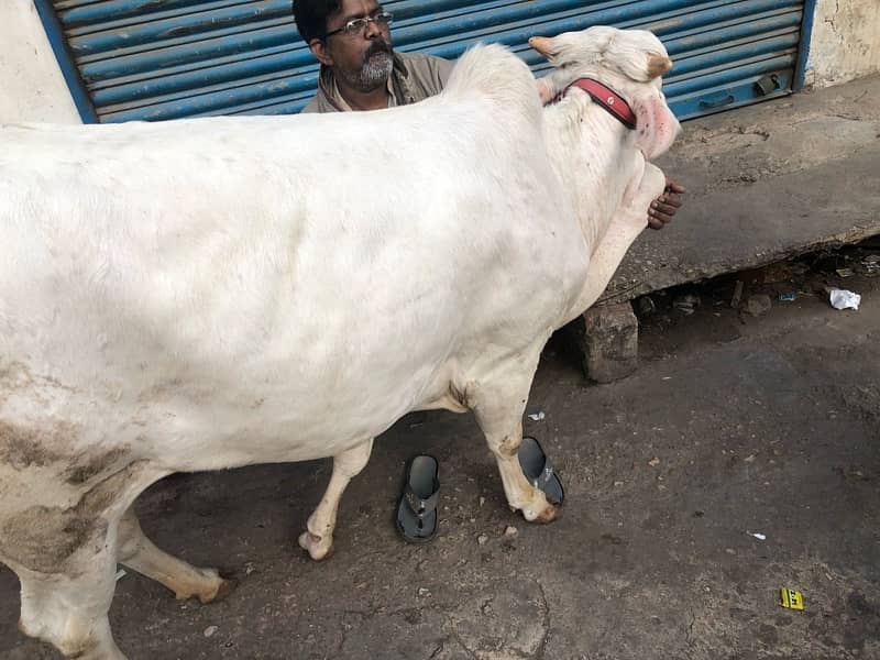 suraj mukhi red eyes nukhri gulabi bachiya 2 dant for sale 10