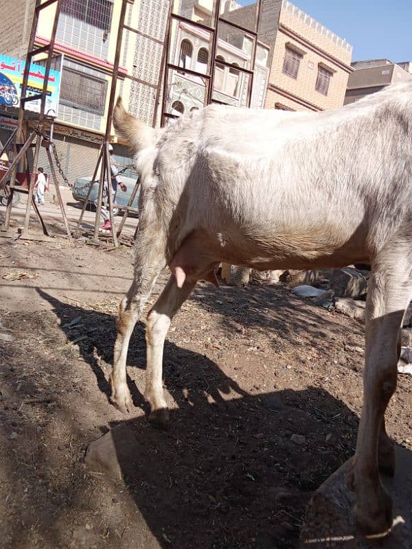 Gulabi gaban Bakri For Sale 0